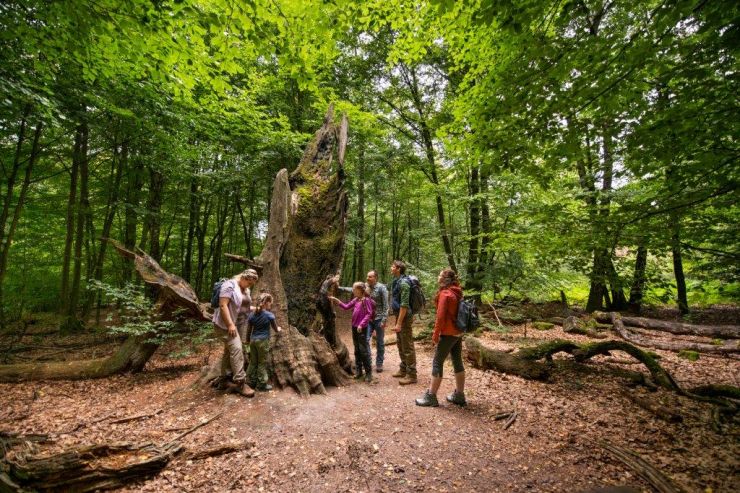 Natur und Wandern im Urwald Sababurg Reinhardswald