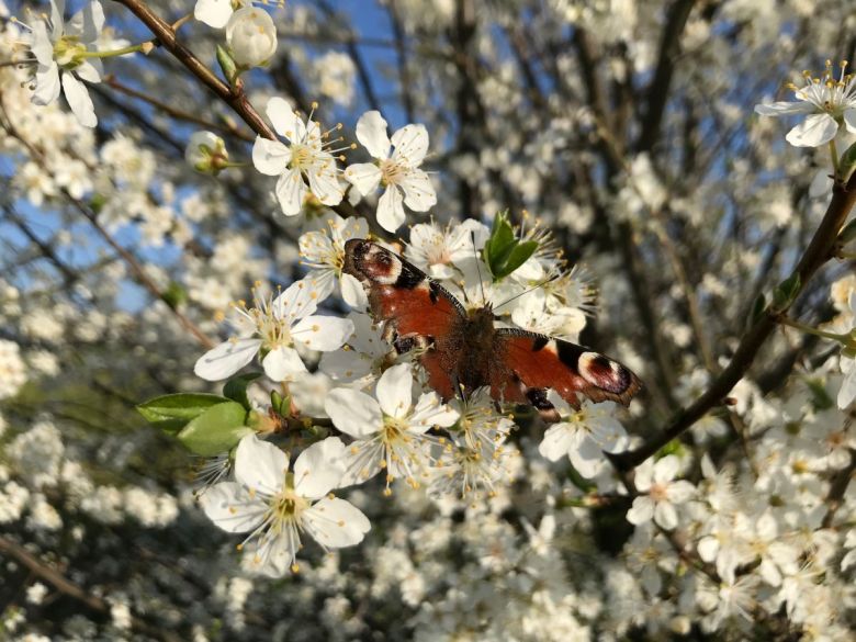 Tagpfauenauge im blühenden Apfelbaum