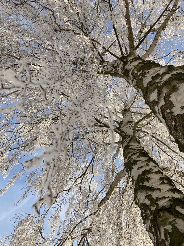 Schneeweiße Bäume im Reinhardswald