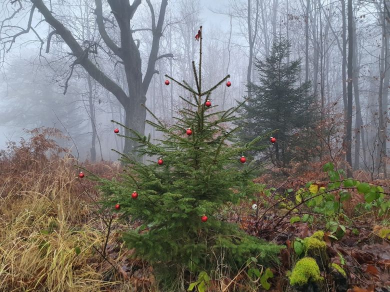 Ein geschmückter Weihnachtsbaum im Reinhardswald